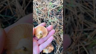 Lactariusdeterrimus lactarius orangemilkcap mushroom mushroomhunting fungi wildmushrooms [upl. by Nitaf363]