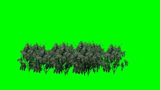 bushes moved by wind  green screen effect [upl. by Townshend]