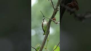 Som de 🐦pássaros cantando na natureza 7 cantodospássaros [upl. by Baniaz137]