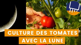 Comment réussir votre culture de tomates grâce à la lune Quand semer les tomates [upl. by Ahseekat]