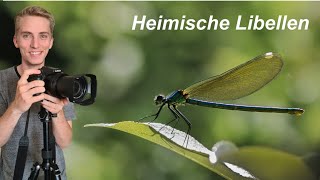 Libellen und ihre Lebensweise [upl. by Gil]