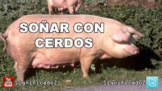 Significado de Soñar con Cerdos  Chanchos [upl. by Silber]