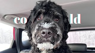 My bernedoodle enjoys the cold weather 20C [upl. by Eixela]