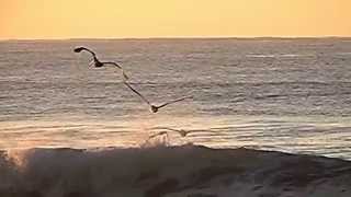 Gaviotas volando sobre el mar en Cámara Lenta HD  Slow Motion [upl. by Elleirua]