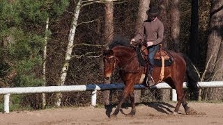 Équitation éthologique  En Selle  Pas Trot amp Galop [upl. by Airel558]