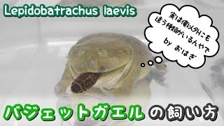 バジェットガエルの飼い方（マルメタピオカガエルLepidobatrachus laevis） [upl. by Nylodam]