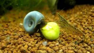 Blaue Posthornschnecke frisst Erbse  blue ramshorn snail  Planorbella duryi [upl. by Bergess]