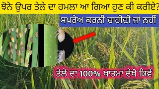 ਝੋਨੇ ਉਪਰ ਤੇਲੇ ਦਾ ਹਮਲਾ ਸ਼ੁਰੂ ਹੁਣ ਕੀ ਕਰੀਏ ਦੇਖੋ  Hopper Attack in Paddy। Rice plant Hopper management [upl. by Ronoel369]