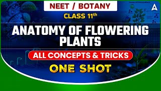 ANATOMY OF FLOWERING PLANTS ONE SHOT  NEET 2024  ALL CONCEPTS amp TRICKS  BOTANY BY SANKALP BHARAT [upl. by Roderica]