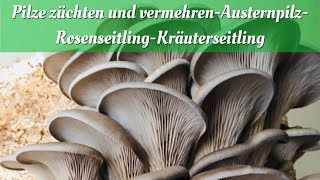 Speisepilze züchten und VermehrenAusternpilzRosenseitlingKräuterseitling [upl. by Heddi]