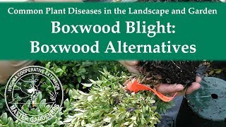 Boxwood Blight Boxwood Alternatives [upl. by Fleda759]