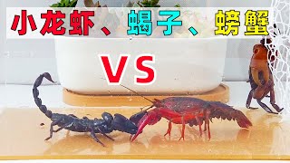 大對決：小龍蝦、蠍子、螃蟹決鬥！Crayfish vs scorpion vs crab [upl. by Labina]