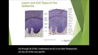 Integumentary System  Epidermis Dermis amp Hypodermis Lecture [upl. by Eneres]