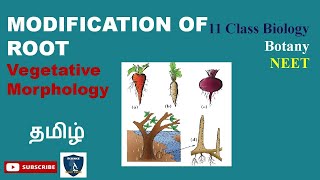 Modification of Root in Tamil I Vegetative Morphology I Botany I Class 11  TNSCERTCBSE  NEET [upl. by Deck657]