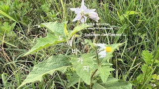 도깨비가지 Solanum carolinense 야생화를 찾아서336 in search of wildflowers 유등천 강턱 Yudeungcheon Riverside [upl. by Elakram]