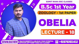 Lt18 Obelia Part  1  Zoology 1st Paper  BSc 1st Year [upl. by Cirderf]