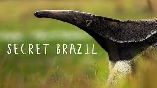 Secret Brazil Wild Pantanal National Geographic Documentary HD 2017 [upl. by Monte]