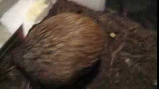 Meet A Kiwi  National Zoo Washington DC [upl. by Assina]