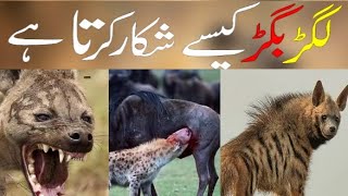 Lagar Bagar Kese Shikar Karta Hai  لگڑ بگڑ کیسے شکار کرتا ہے [upl. by Ardnikal]