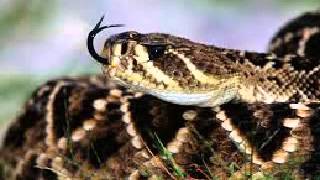 The Rattle Snake Movie HD [upl. by Gahan763]