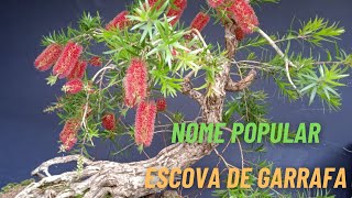 FLORAÇÃO BONSAI CALLISTEMON [upl. by Enorahs]