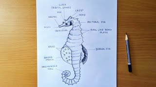 how to draw sea horse  how to draw Hippocampus diagram easily  male Hippocampus diagram [upl. by Skardol892]