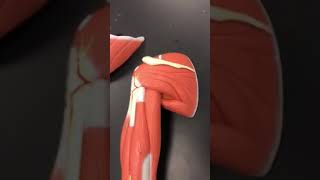 Muscles of the Arm and Pectoral Girdle [upl. by Kimmy]