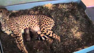 National Zoo Celebrates First Cheetah Births at the Smithsonian Conservation Biology Institute [upl. by Nyrrek10]