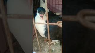 pigeon kobutorer bird kabutar birdspecies shortvideo subscribe shorts short fanci [upl. by Ethbinium]