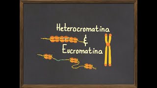 Diferencias entre Heterocromatina y Eucromatina [upl. by Barr]