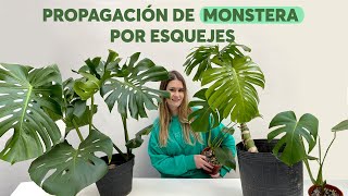 Propagamos una monstera a partir de gajos de una poda SÚPER FÁCIL [upl. by Reichel513]