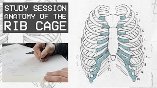 Anatomy Of The Rib Cage  Drawing People Study Session [upl. by Willmert238]