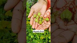 Physalis Fruit  shorts ytshortsviral fruits [upl. by Kareem]