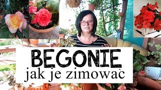 Begonie jak je zimować Jak przechować begonie Begonie uprawa Kwiaty doniczkowe w ogrodzie [upl. by Ainyt]