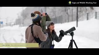 Eagle and Wildlife watching tour ❘ Picchio Shiretoko オオワシ・オジロワシ＆野生動物ウォッチングツアー ❘ ピッキオ知床 [upl. by Verneuil]