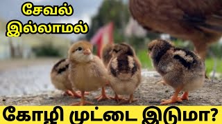 சேவல் இல்லாமல் கோழி முட்டை இடுமா நாட்டுகோழி வளர்ப்புnattukoli [upl. by Ong]