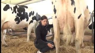 Ferme Bofran  Holstein Piquenique 2014 [upl. by Brinkema]