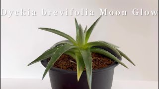 Dyckia brevifolia Moon Glowディッキア・ムーングロウ [upl. by Inilam]