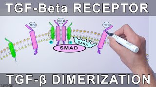 TGFBeta Receptor  Structure and Dimerization [upl. by Merriam177]