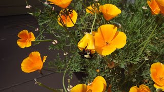 Growing California Poppies from Seeds Season 2 Days 0172 [upl. by Atena]