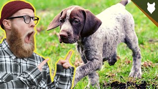 German Shorthair Pointer playing with deer [upl. by Natsud]