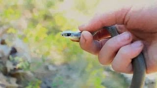 Western Yellow Bellied Racers and Rattlesnakes [upl. by Gavini251]