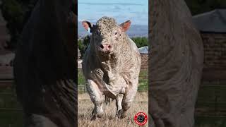 ¿Sabes de que raza es este toro toro rancho finca vaca charolais [upl. by Rasaec]