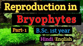 What is bryophytes   life cycle of bryophytes  general characters  in Hindi [upl. by Lawlor]