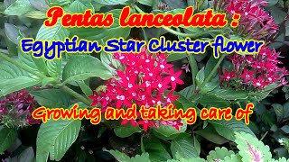 Pentas lanceolata Egyptian star cluster flower How to grow and care [upl. by Bal]