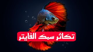 تكاثر سمك الفايتر السعودية سمك اكسبلور ترند [upl. by Uhile]