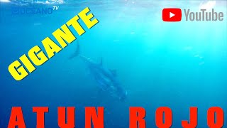 Pesca del atún rojo gigante Documental con grandes atunes rojoslos más potentes y salvajes¡¡ [upl. by Coad]