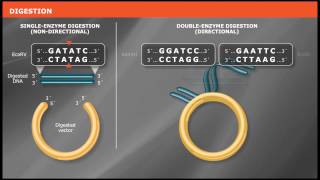 Overview of Traditional Cloning [upl. by Neit618]