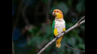 Whitebellied Parrot in the Wild  Brazil [upl. by Clabo]