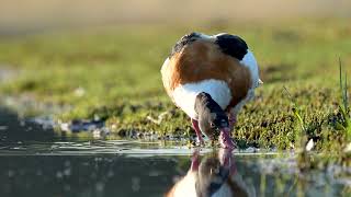 Common Shelduckgravand looking for a snack in the morning [upl. by Aisac179]